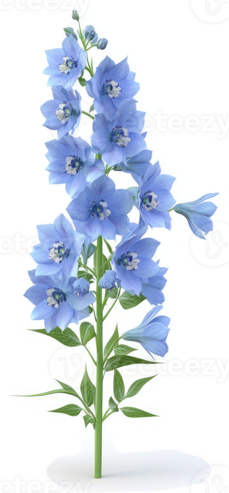 Delicate light blue flowers on a stem. png