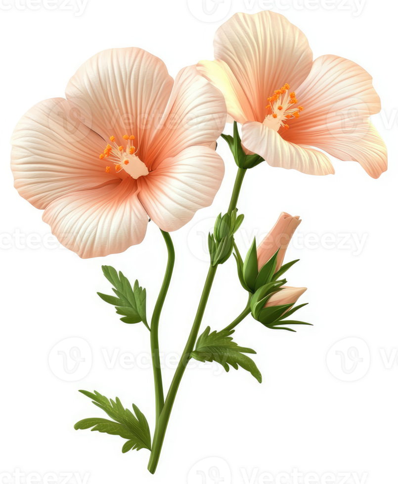 Two delicate peach-colored hibiscus flowers bloom on a stem. png