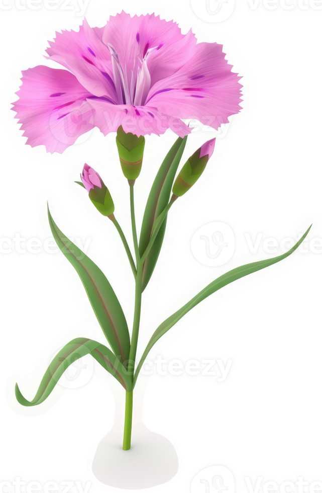 Vibrant pink carnation with delicate buds. png