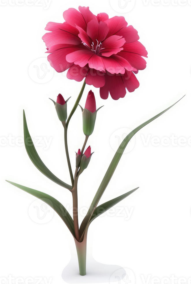 Vibrant pink carnation with buds. png