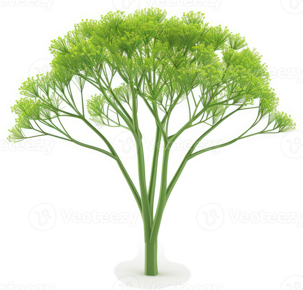 Lush green tree with a vibrant canopy. png