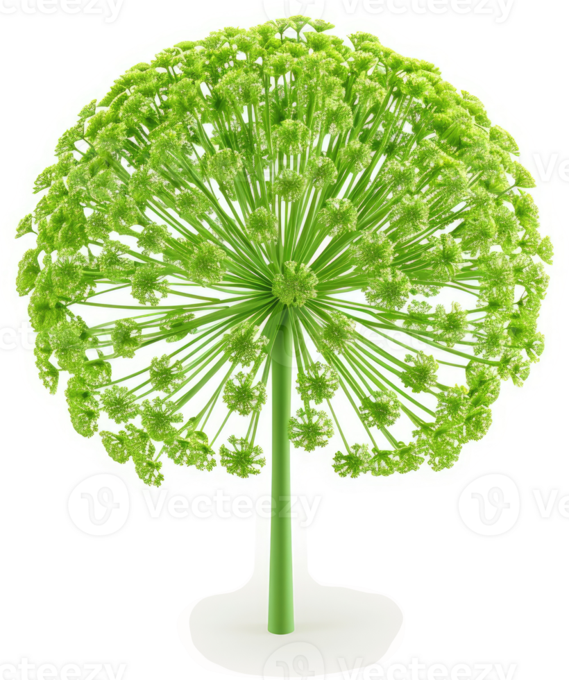 A vibrant, spherical cluster of lime green blossoms. png