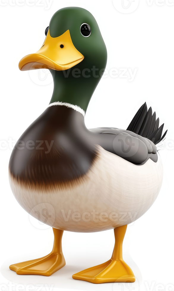 Smiling mallard duck in a cartoon style. png