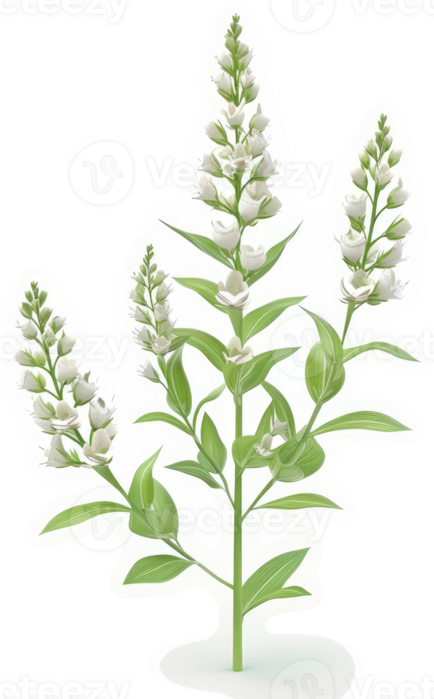 Three stalks of white bell-shaped flowers with lush green leaves. png