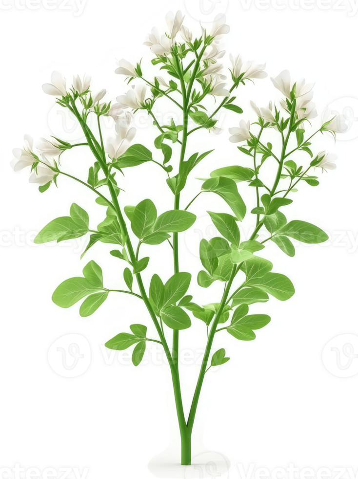 Delicate white flowers atop green stems and leaves. png