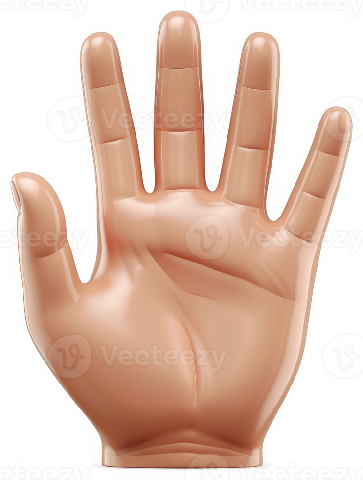 A realistic illustration of a human hand displaying five fingers. png