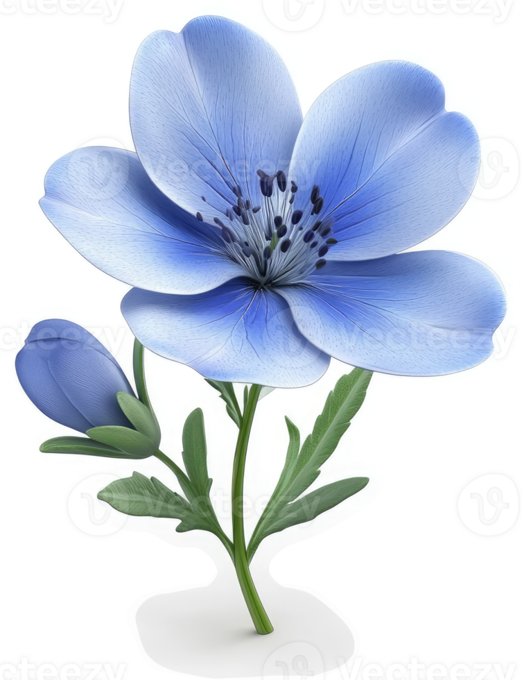 Delicate light blue flower with a subtle bud. png