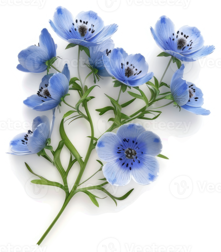 Delicate light blue flowers bloom on a stem. png