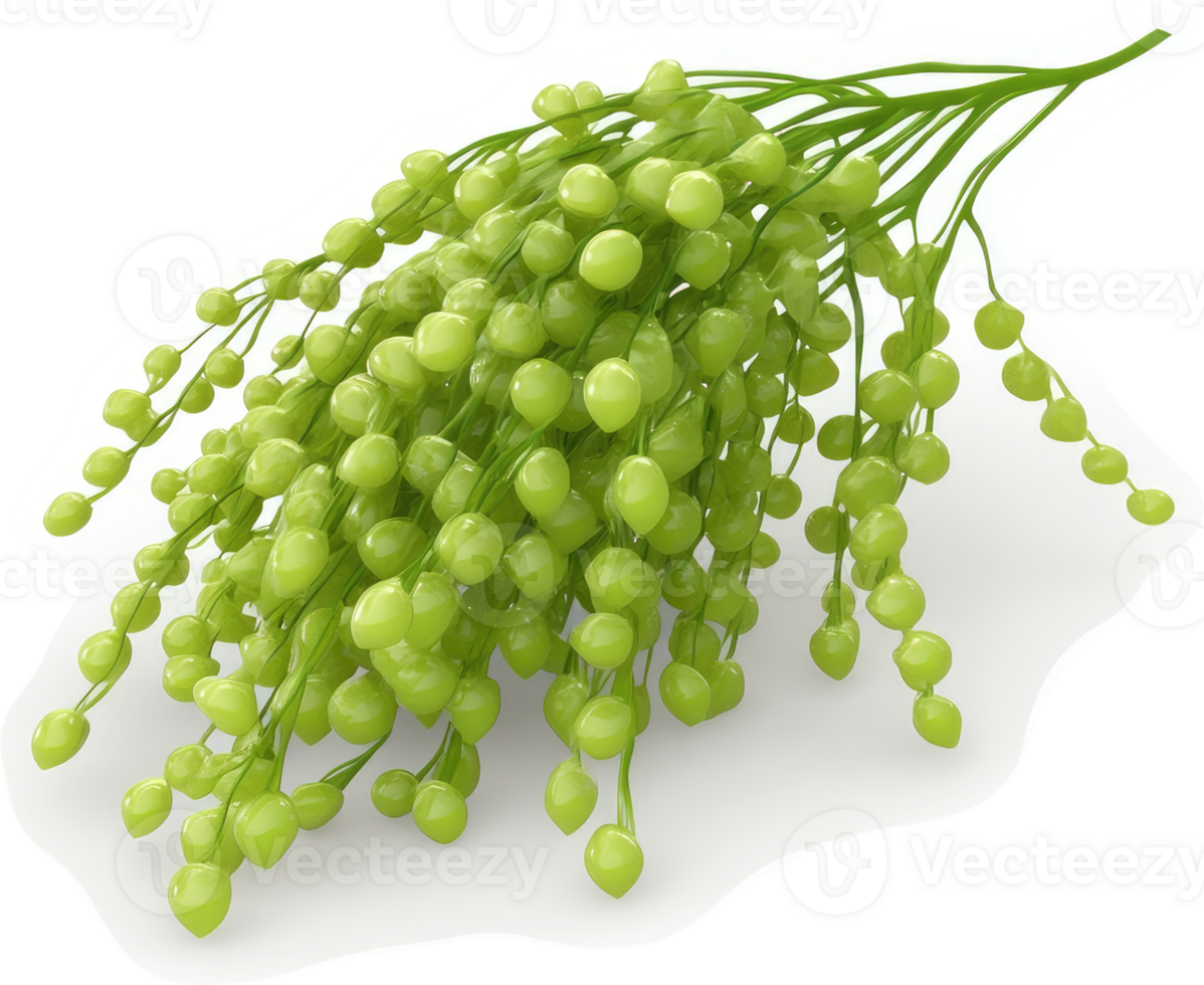 Clusters of pale green, small, round fruits on a stem. png