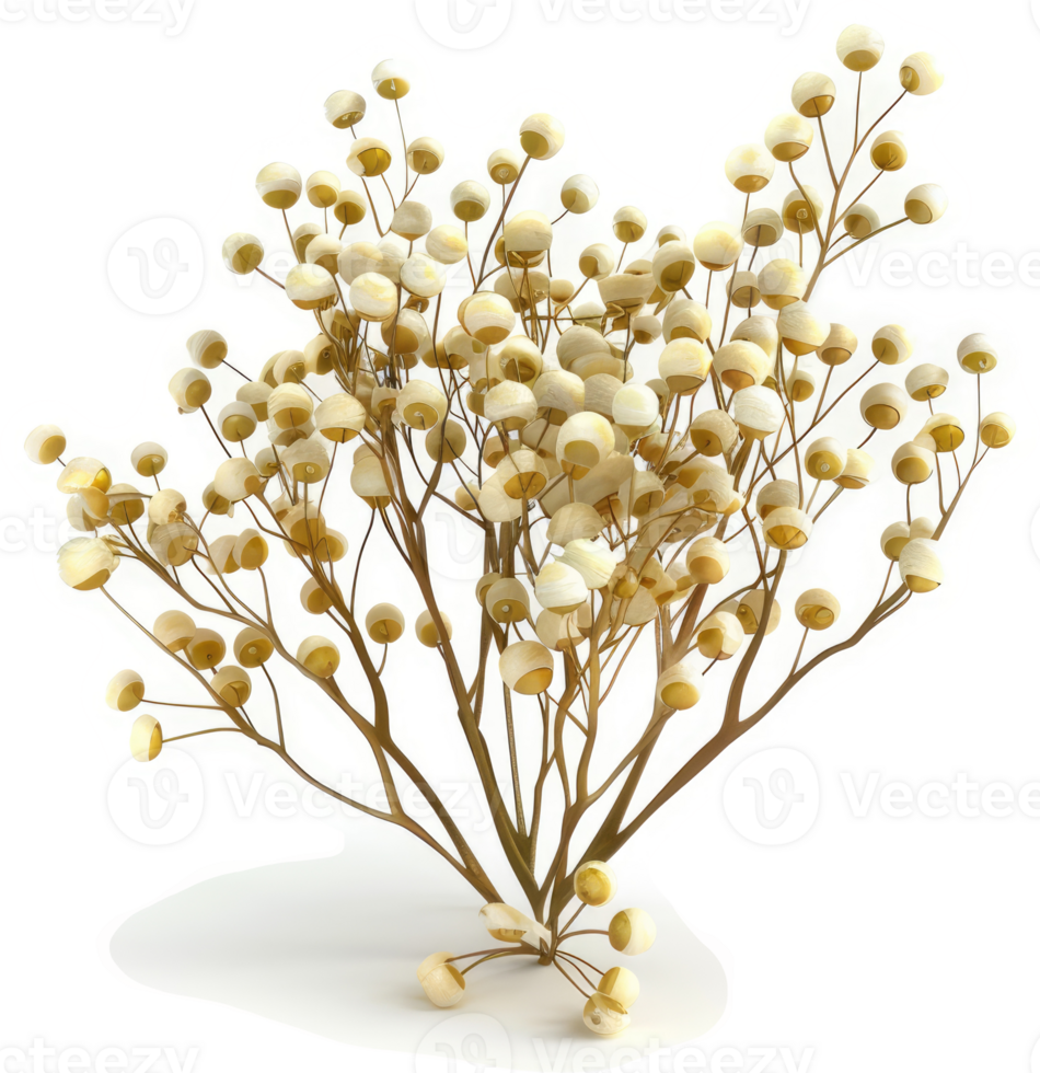 A cluster of delicate, light beige flowers with tan stems. png