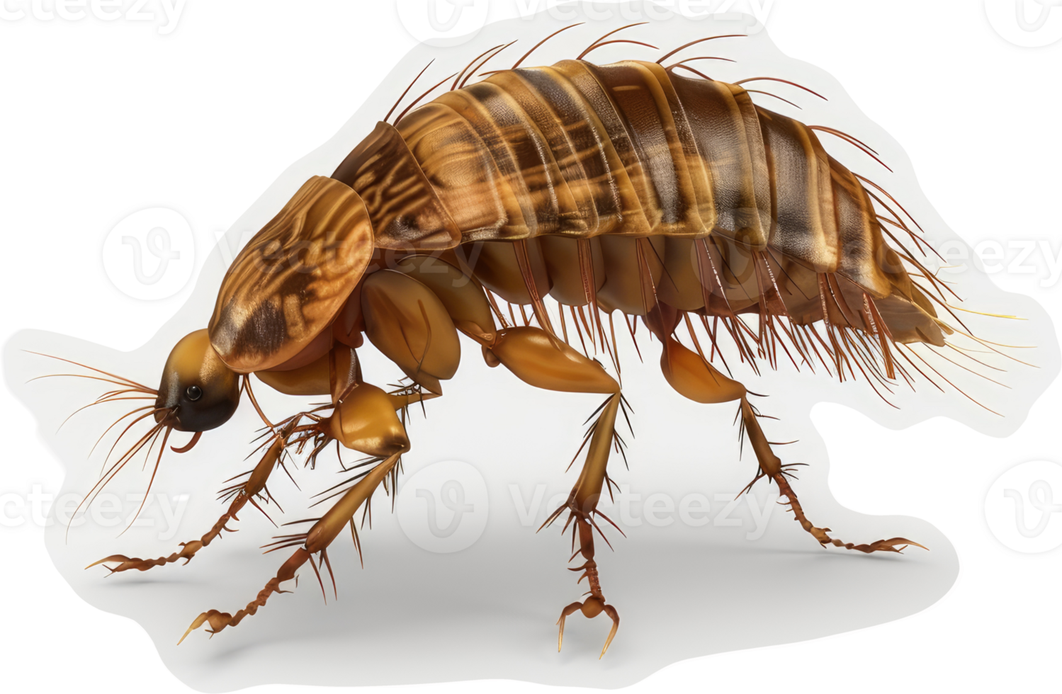 Detailed image of a segmented, patterned beetle. png