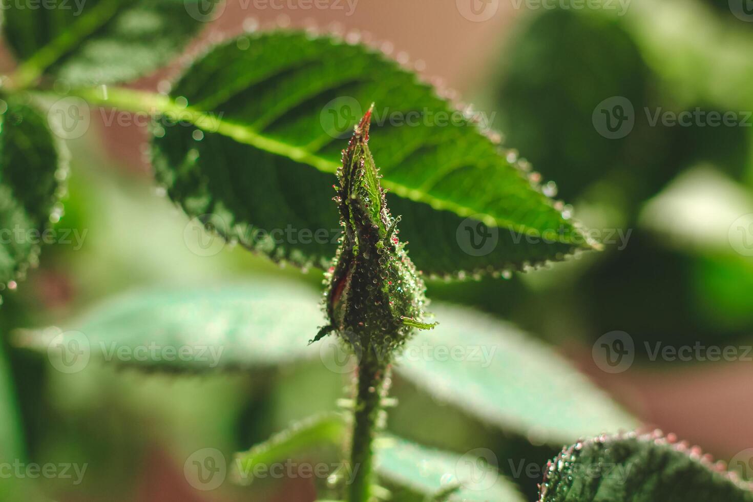 A close-up of a rosebud poised to bloom surrounded by vibrant green leaves, illuminated by soft morning light. photo
