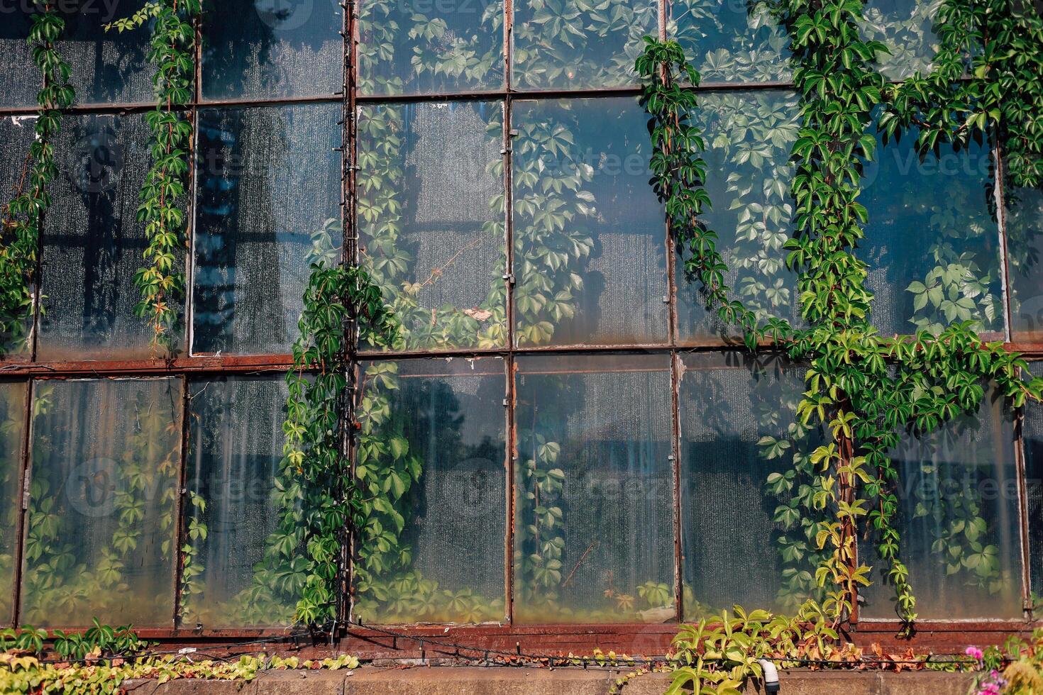 Lush green vines cascade down a glass greenhouse, filtering sunlight and creating patterns on the surface. photo