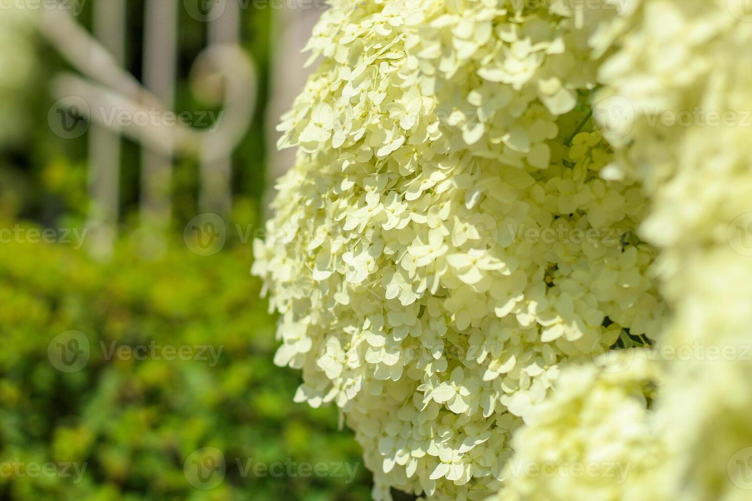Close-up of white hydrangea green bushes in the garden photo