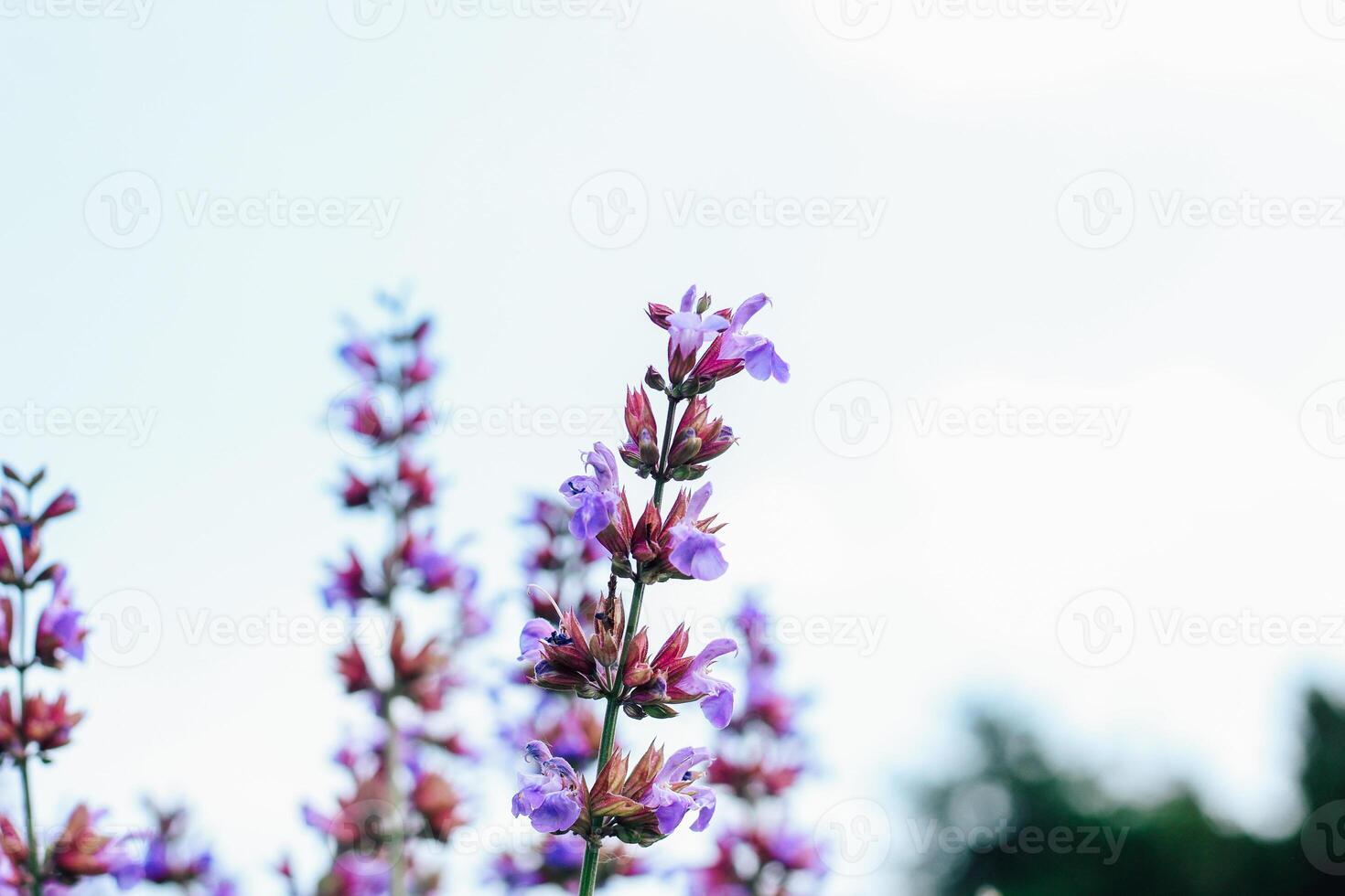 A bushes of violet blooming shali violet in the garden photo