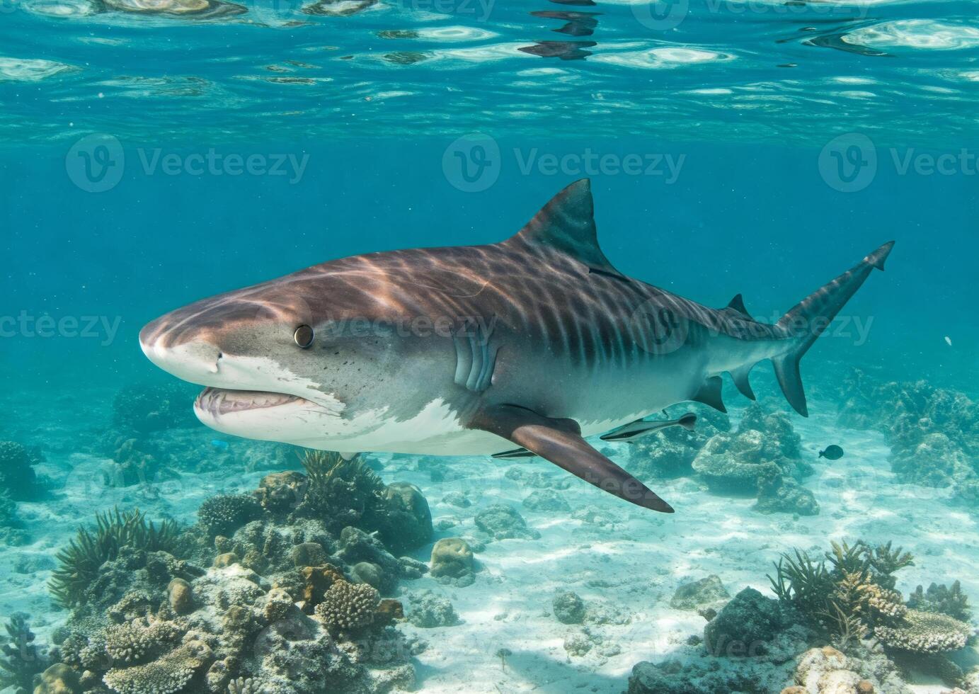 A Tiger Shark glides through shallow turquoise waters above a sandy coral bottom photo