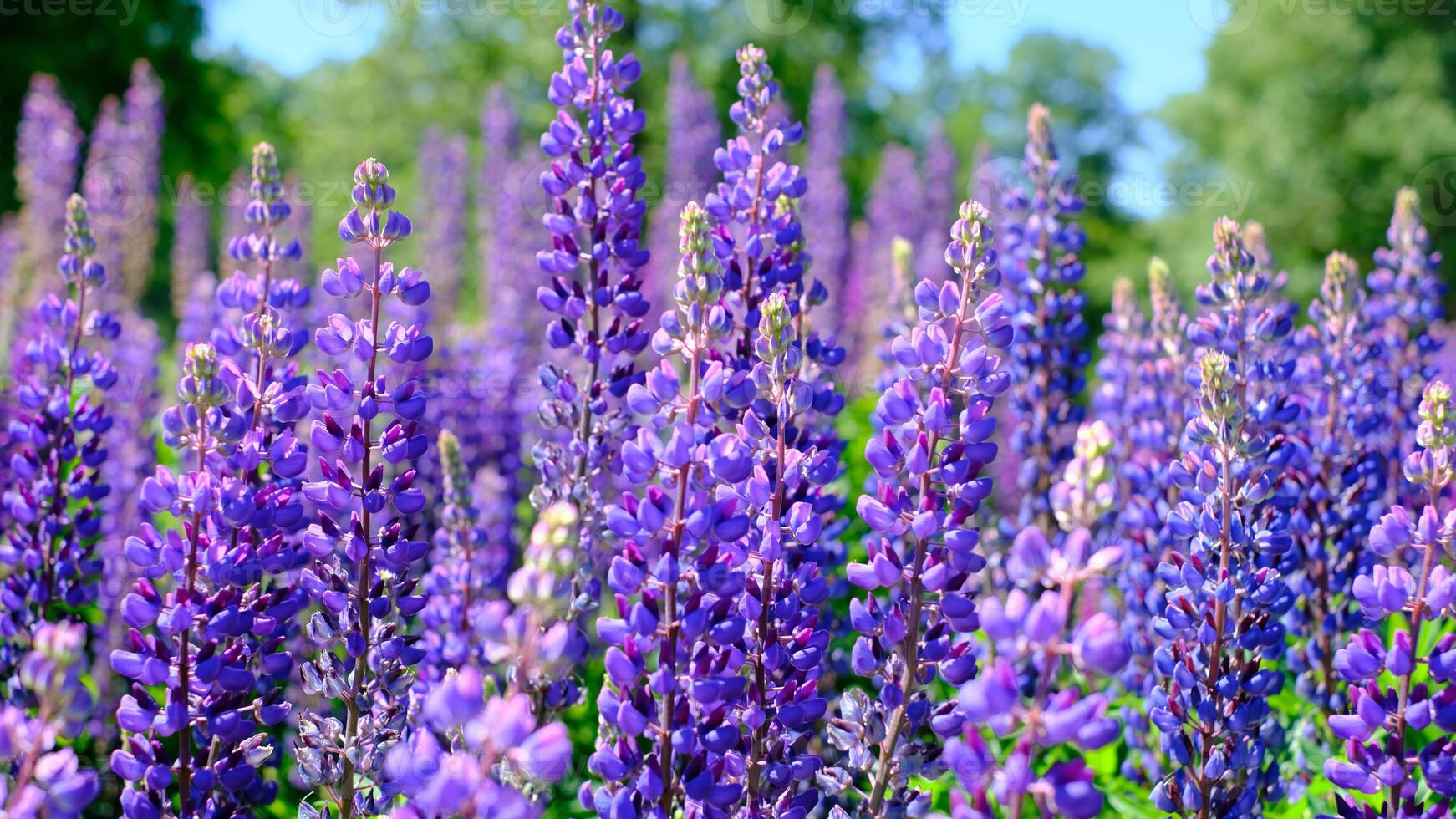 Field of blooming purple lupine flowers under a bright summer sky. photo