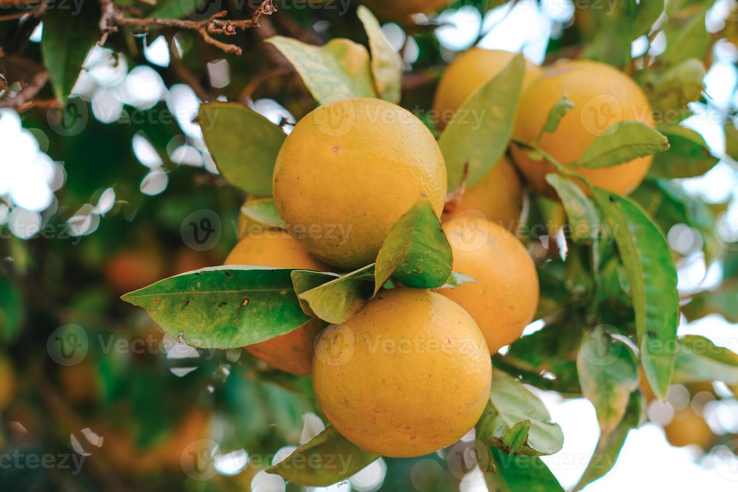 Close-up of ripe oranges hanging on a tree with fresh green leaves photo