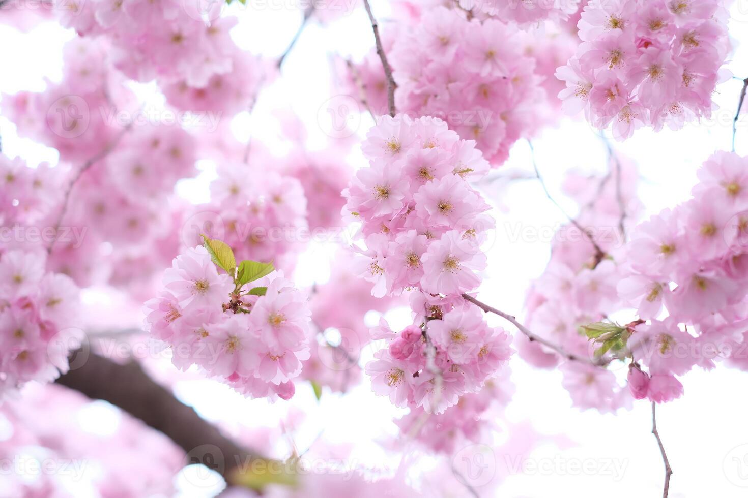 Full bloom cherry blossom tree with dense clusters of delicate pink flowers, creating a dreamy and vibrant spring landscape. photo