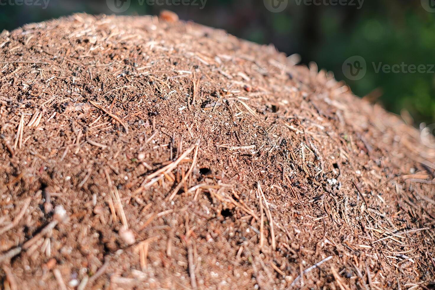 Close-up view of a natural forest anthill covered with soil, dry pine needles, and small sticks. photo