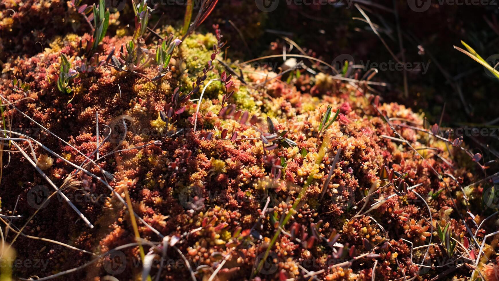 Close-up image of a colorful sphagnum moss carpet in a bog habitat, showing its natural textures and vibrant hues of red, yellow, and green photo