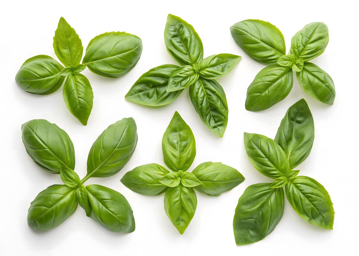 Fresh Basil Leaves Various Sprigs Arranged in a Pattern Photo