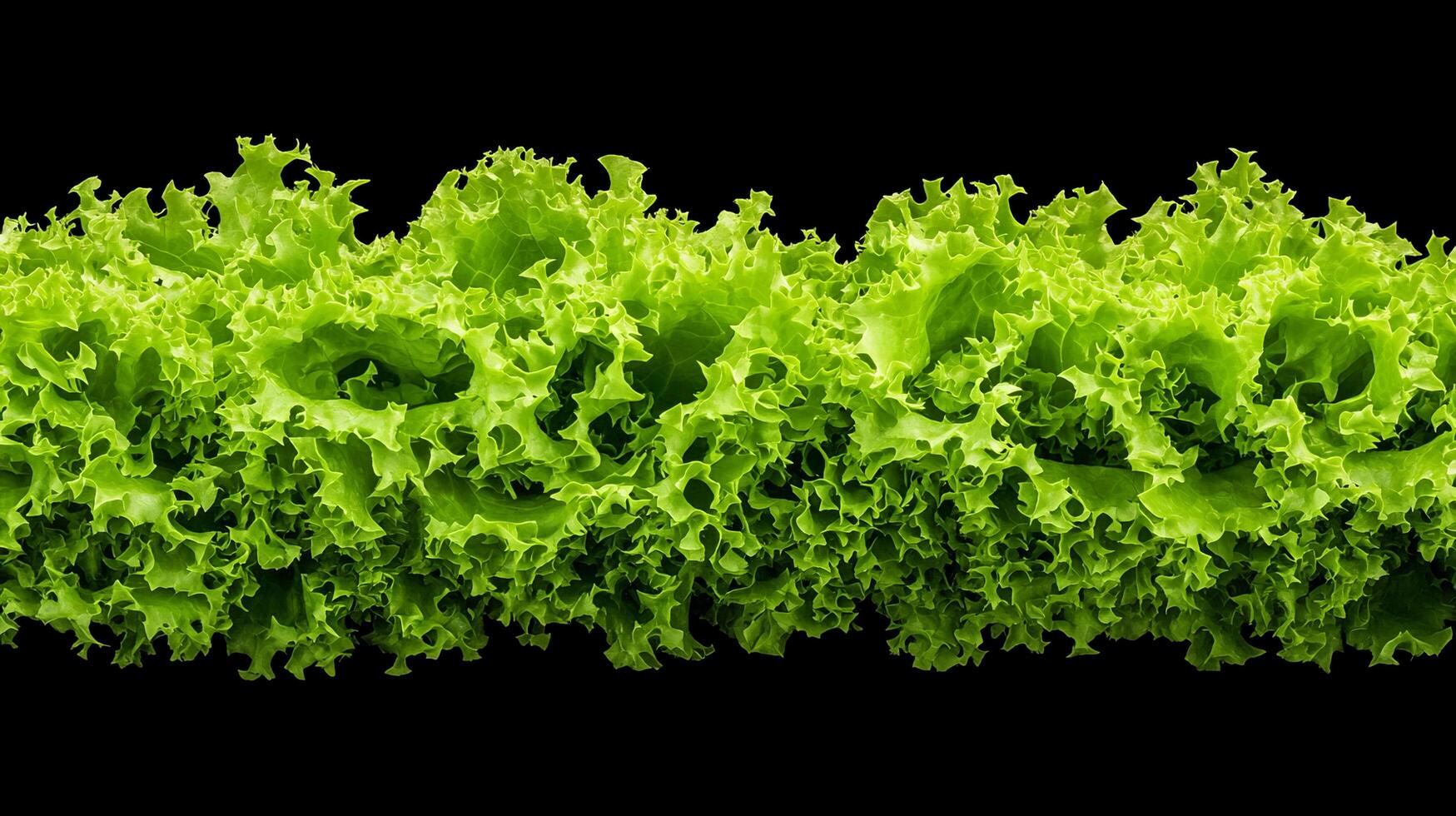 A close up of lettuce on a black background photo