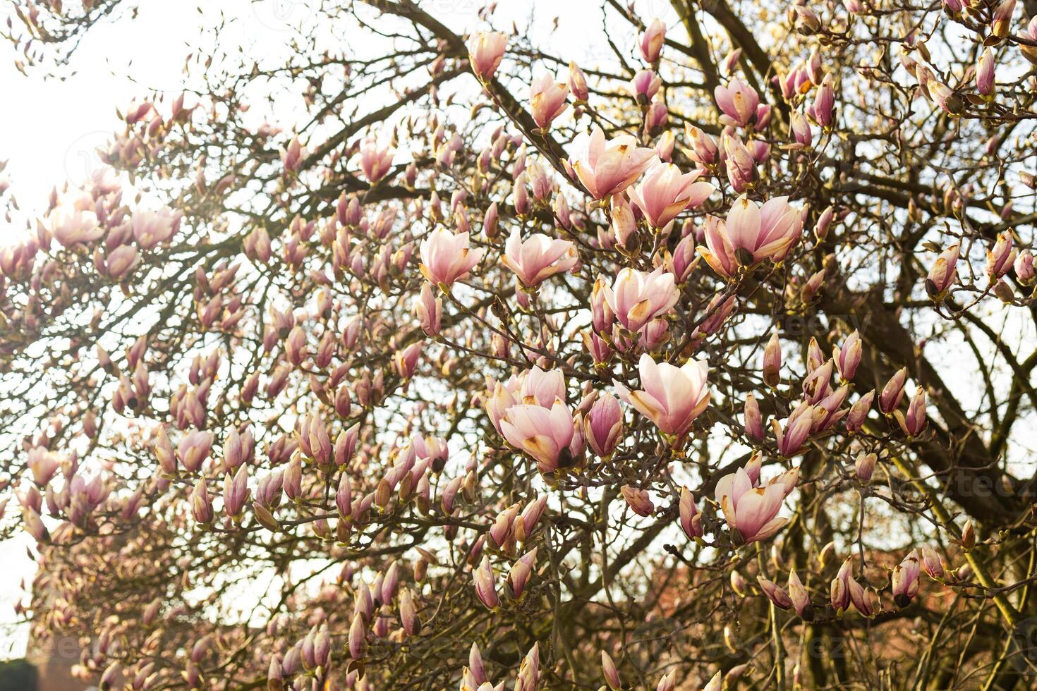 Magnolia Tree in Bloom with Pink Flowers Against Clear Sky photo