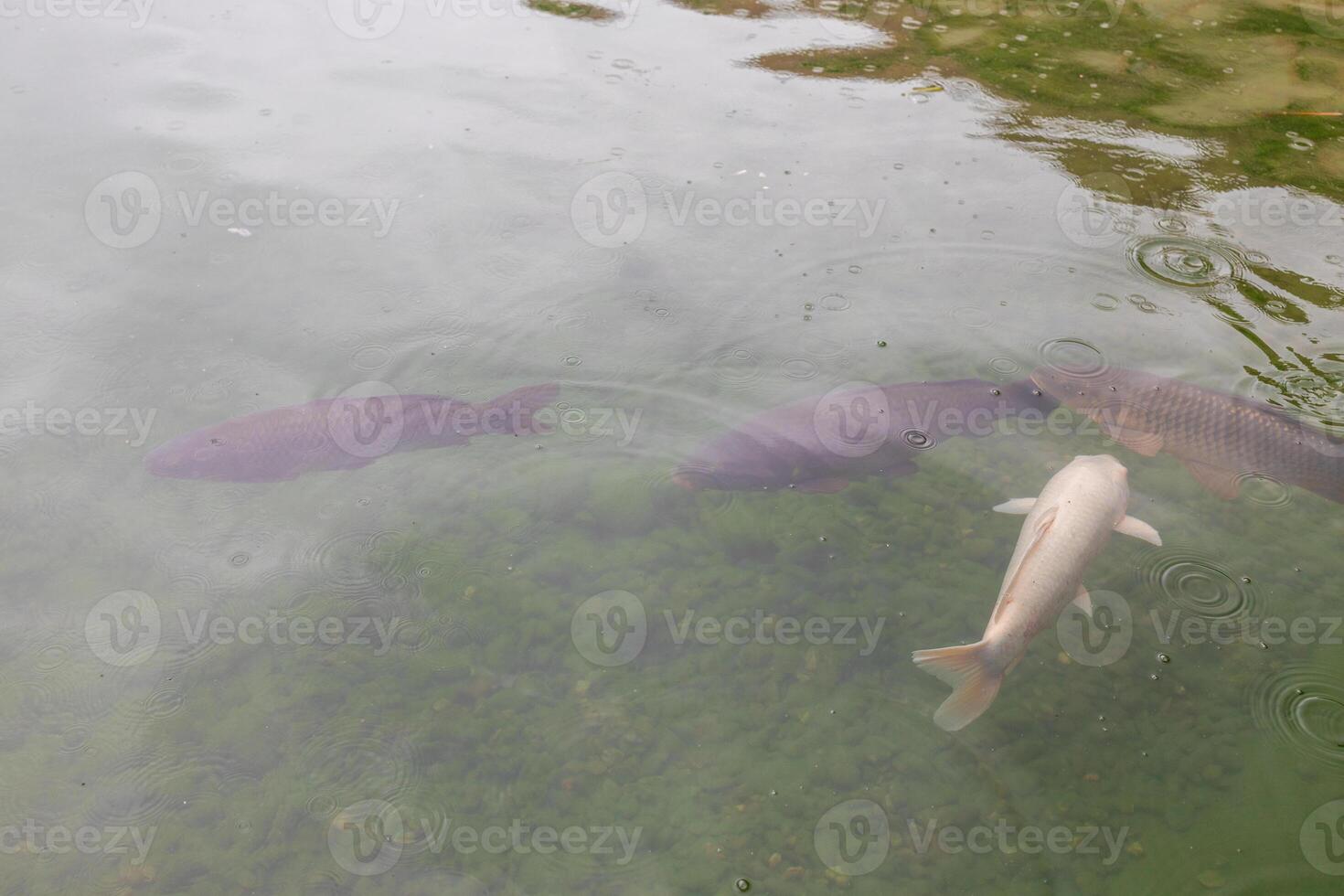 Group of colorful koi fish swim along clear water pond at Spring garden Shimeiso in Koi no Mizube Michi, Shimabara, Nagasaki, Japan. Famous travel destination to see carp swim in drain water in town. photo