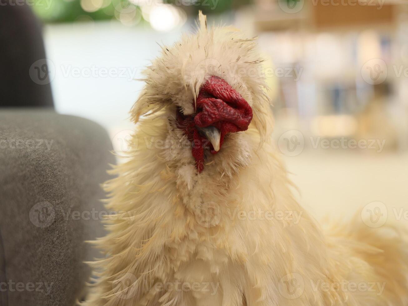 This fluffy chicken has unique features that make it stand out among other birds photo