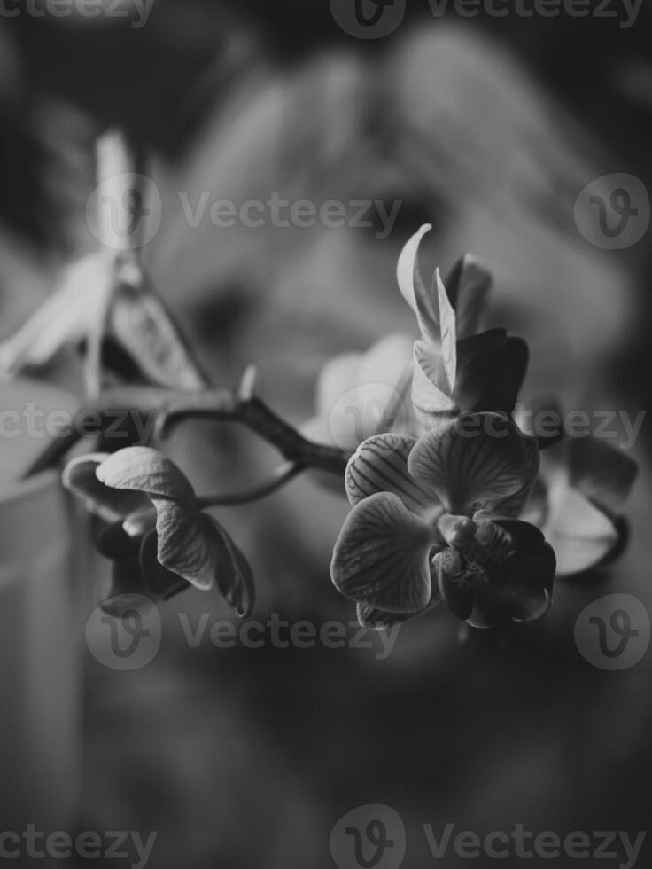 Stunning and Elegant Black and White Orchid Flowers Captured in Soft Focus for a Beautiful Aesthetic photo