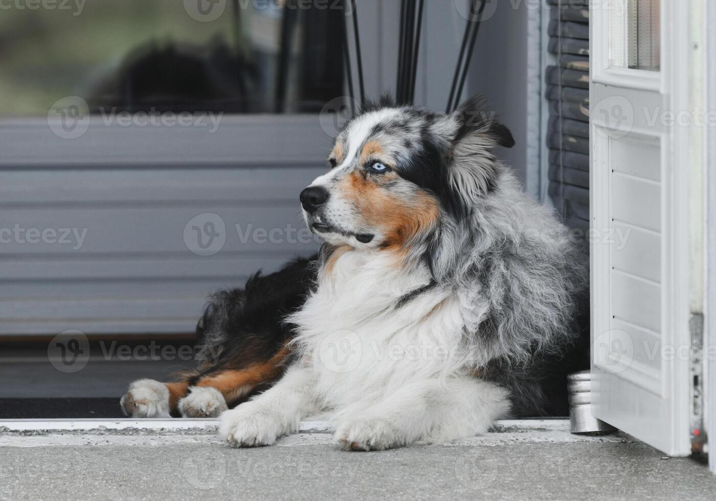 Young Australian shepherd dog rests near a house photo