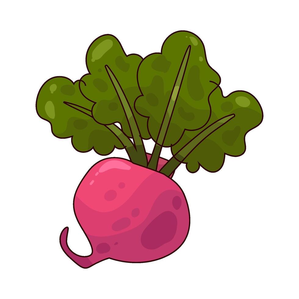 illustration of beet vector
