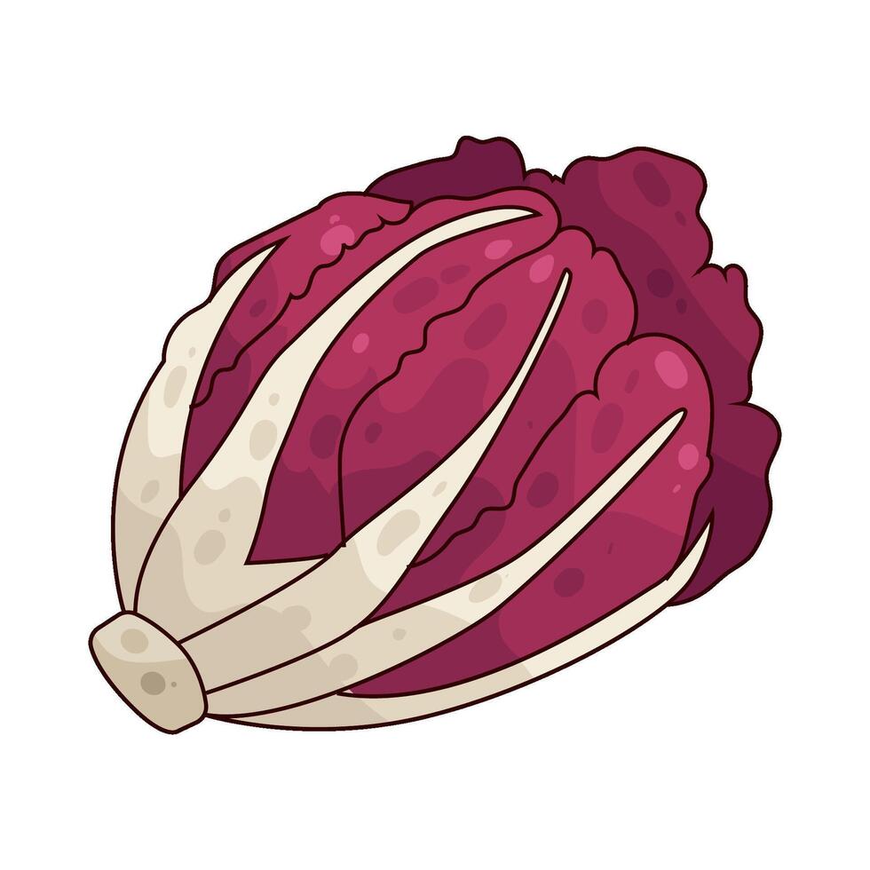 illustration of Radicchio vector