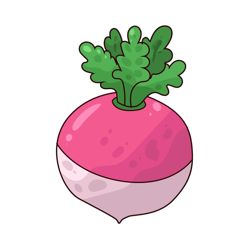 illustration of fresh turnip vector