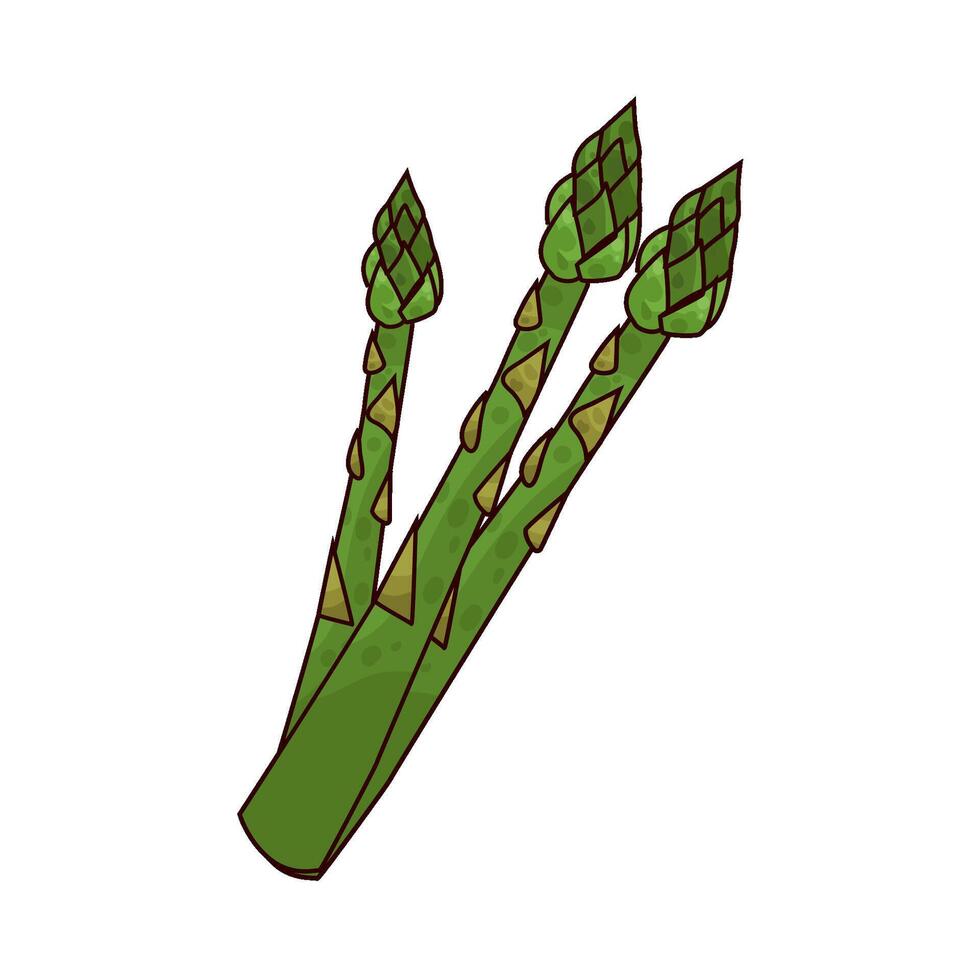 fresh asparagus illustration vector