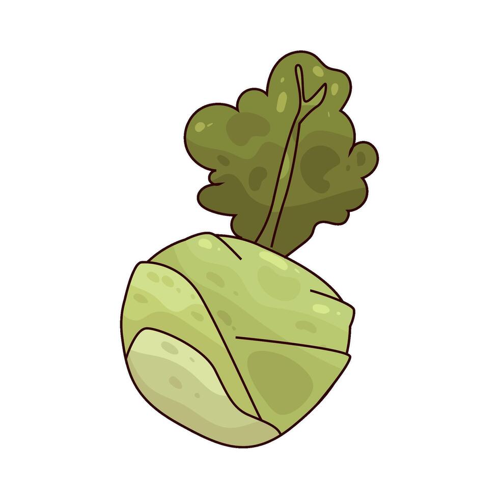 Fresh Kohlrabi illustration vector
