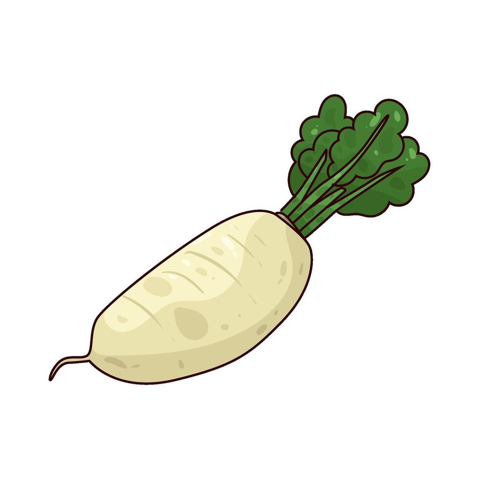illustration of Daikon vector