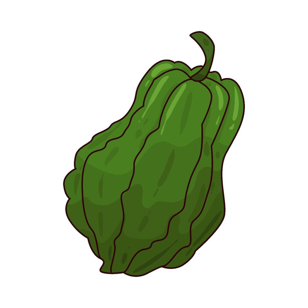 Fresh Chayote illustration vector