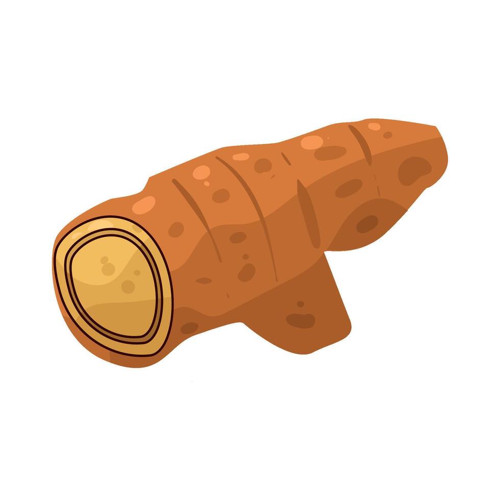 illustration of ginger root vector