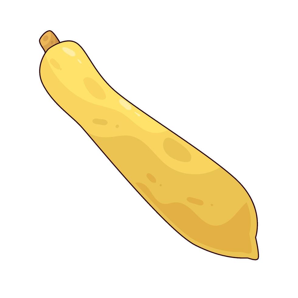 Yellow Squash illustration vector