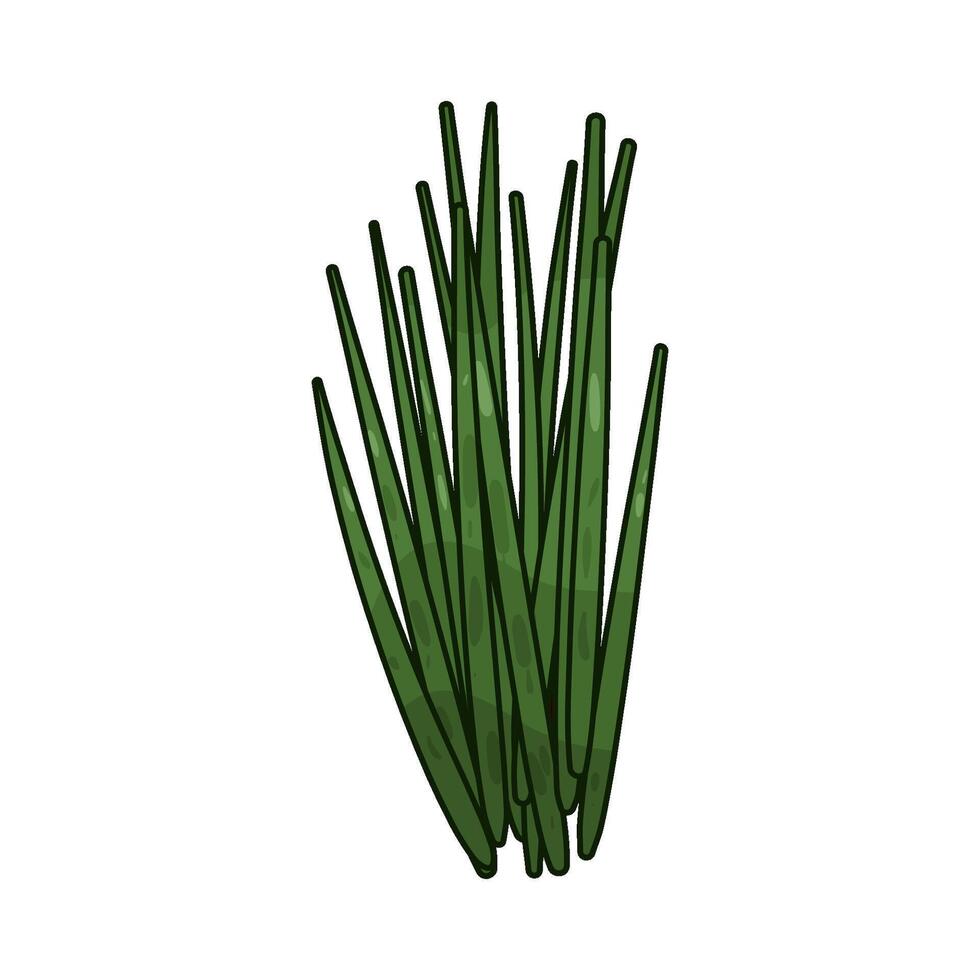 Fresh Chives illustration vector