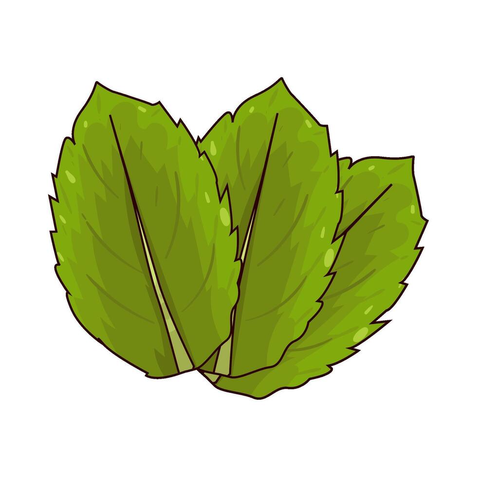 Lemon Balm illustration vector