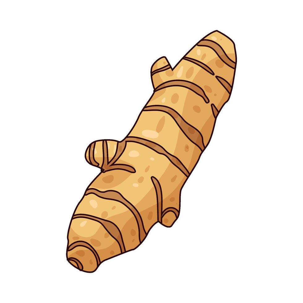 illustration of turmeric root vector