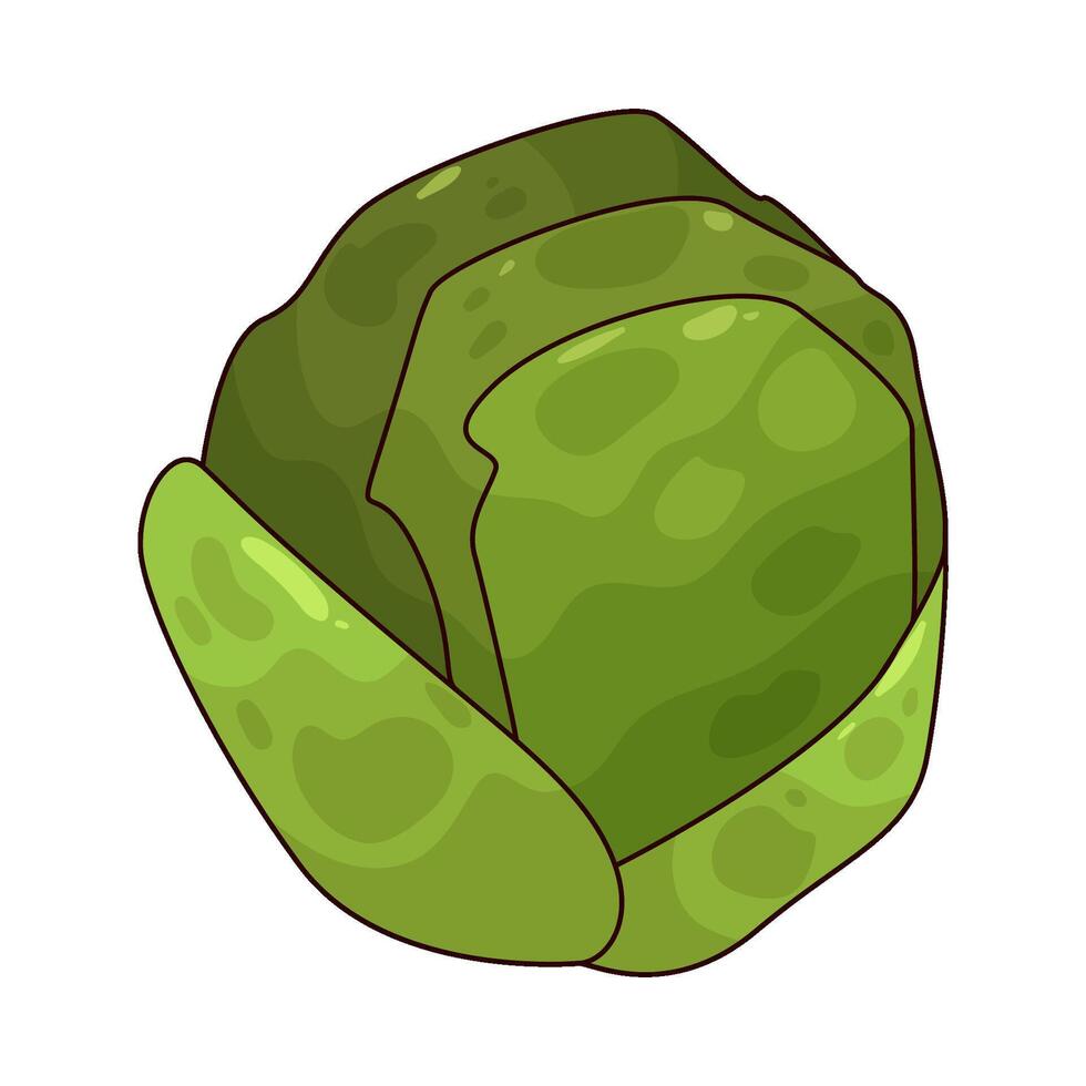 illustration of fresh cabbage vector
