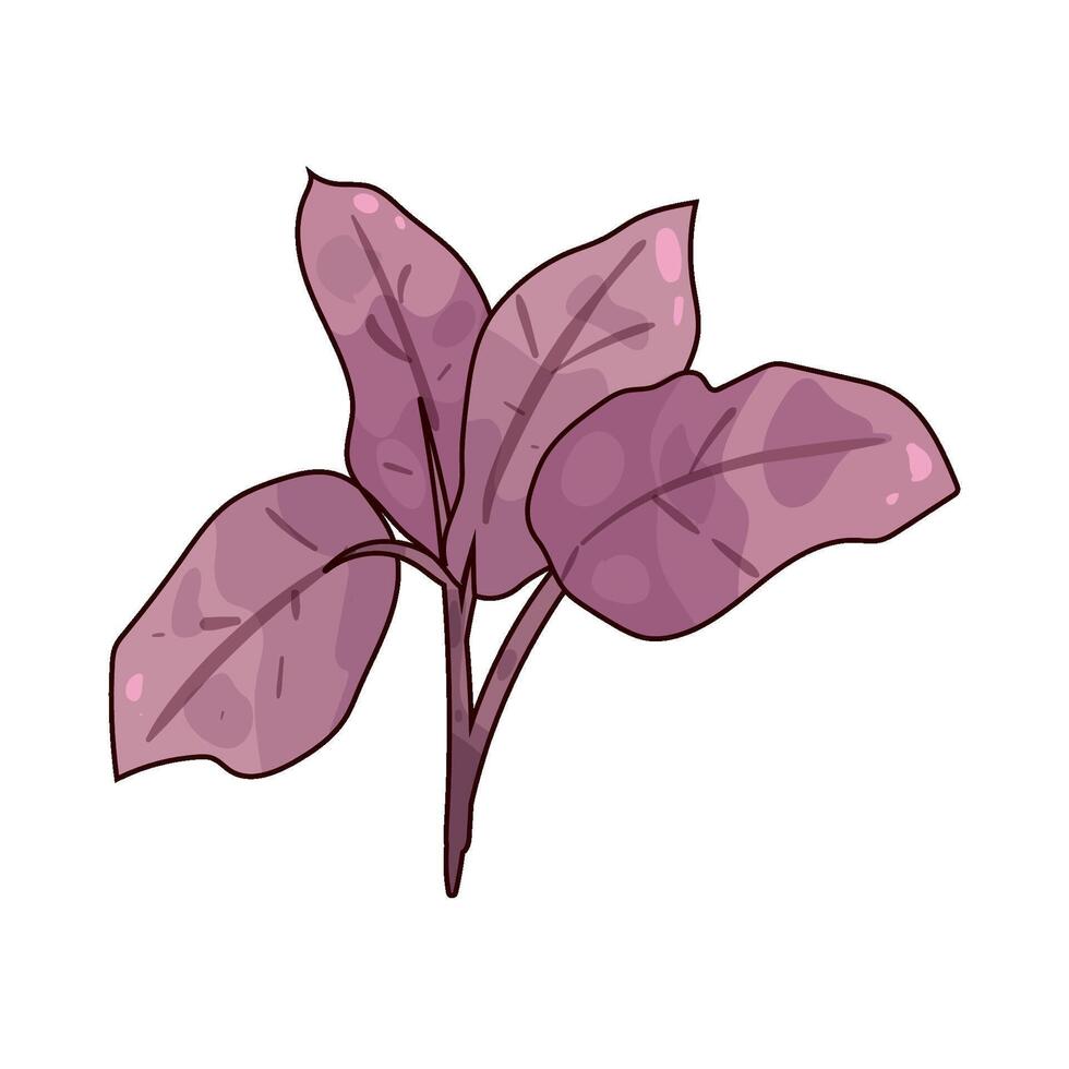 illustration of Amaranth vector