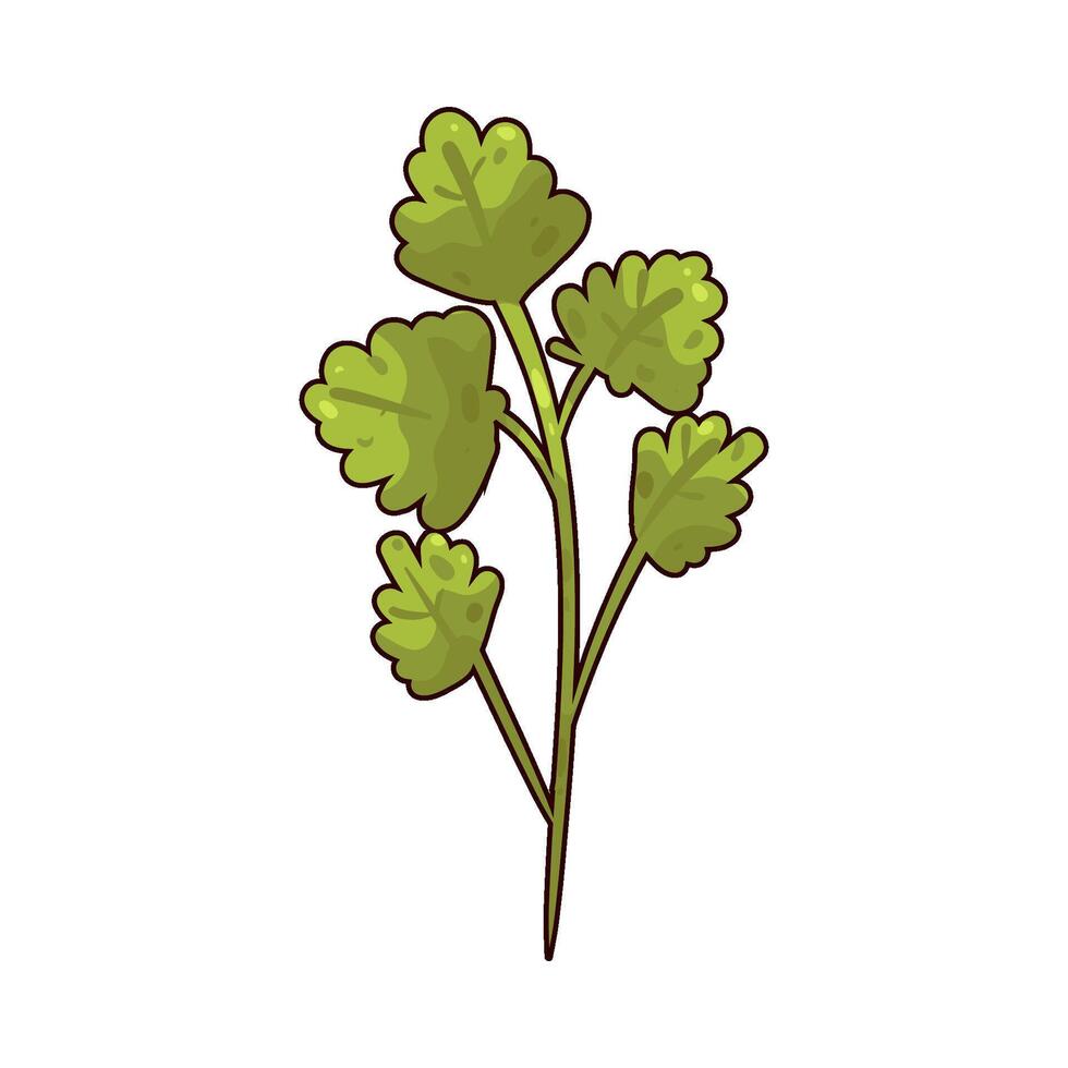 illustration of Chervil vector