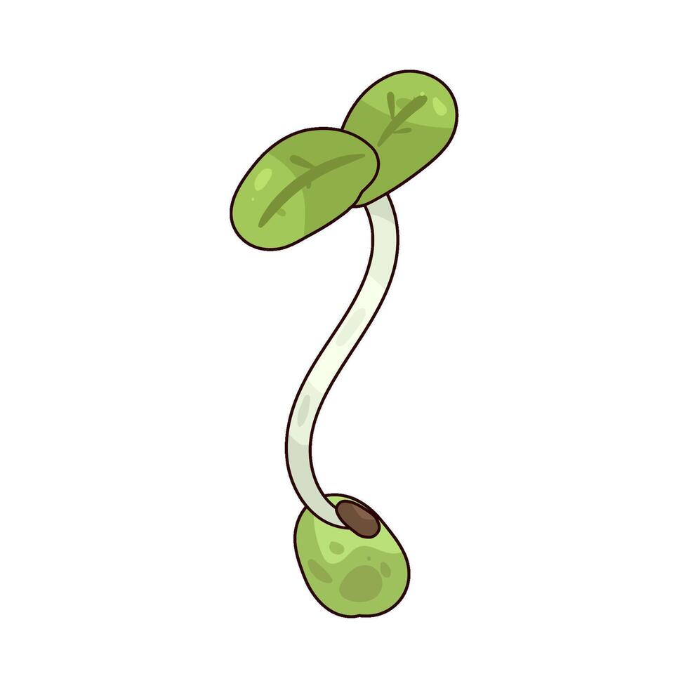 Pea Sprout illustration vector