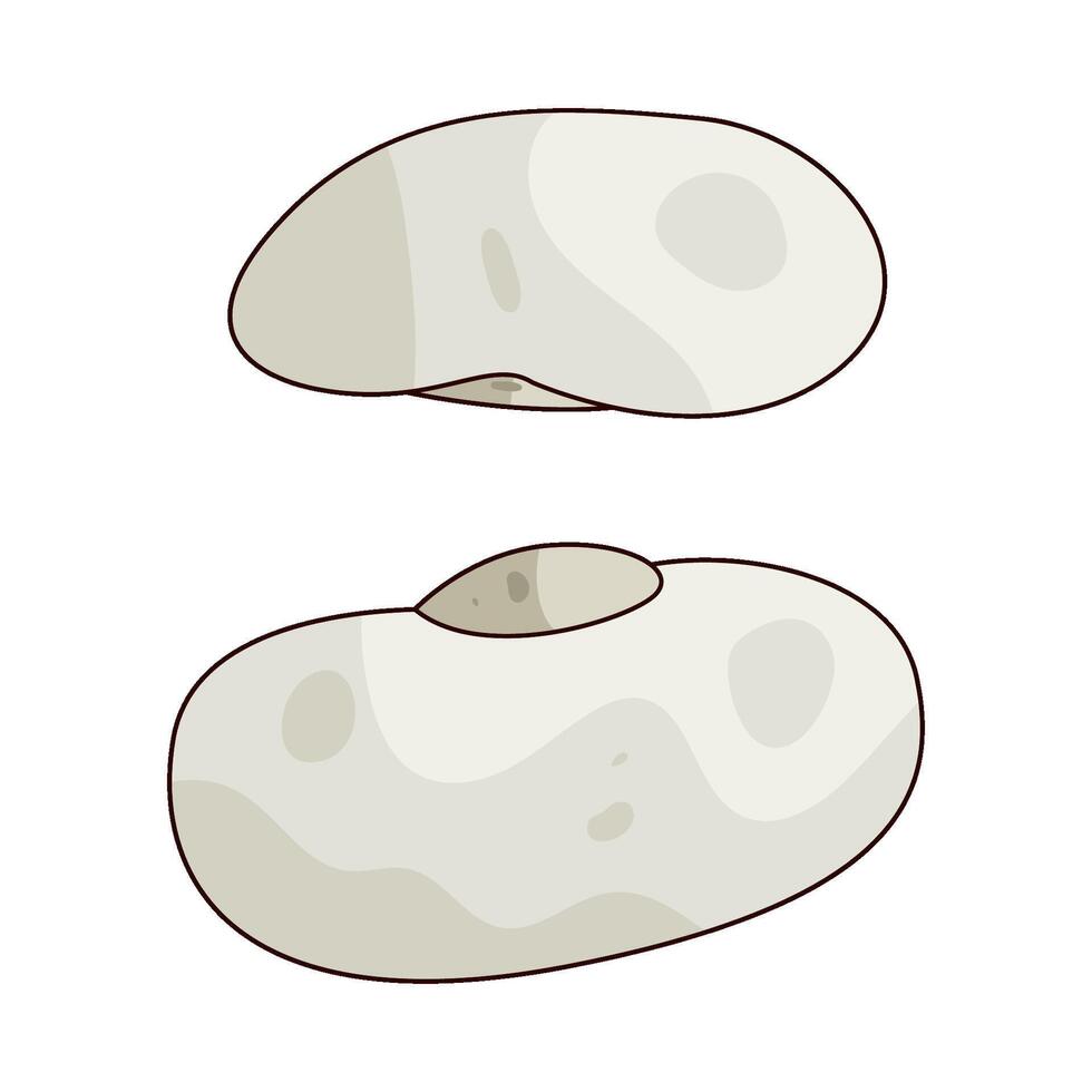 Cannellini Bean illustration vector