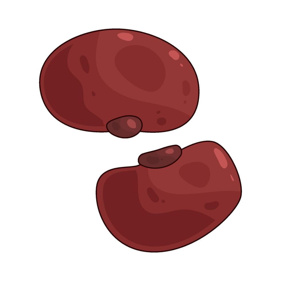 Kidney Bean illustration vector